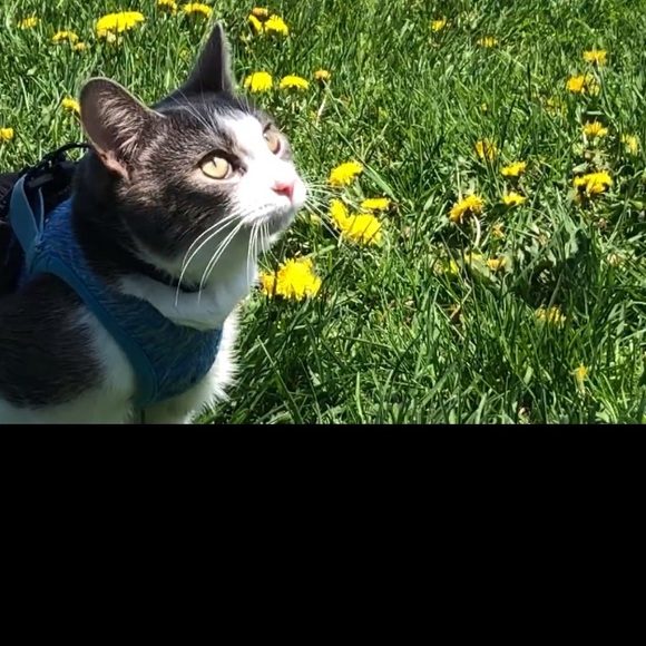 Meet Your Posher’s Posse- - Picture 2 of 12